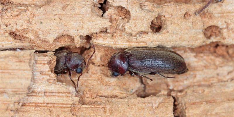 Ongedierte in huis door vocht: zo zorgen vochtproblemen voor insecten