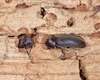 Ongedierte in huis door vocht: zo zorgen vochtproblemen voor insecten